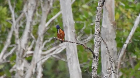 Azure kingfisher (Ceyx azureus) perched on the edge of a branch and moving its body in a swampy area near merauke, papua, indonesia