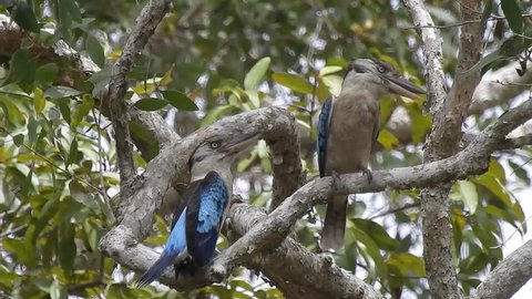 Pair of Blue winged Kookaburra (Dacelo leachii) perched. The female turn its back and poo. Taken in Wasur national park, Papua, Indonesia