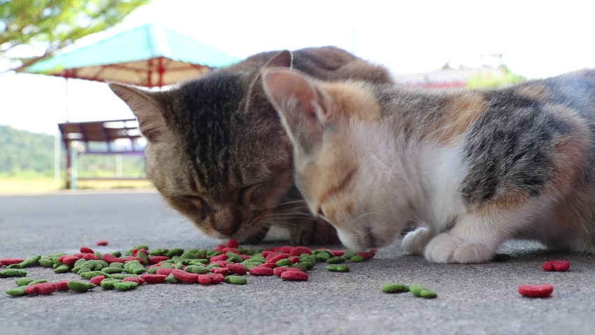cat food for mother cats