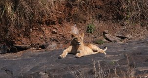 African Lion, panthera leo, Cub standing on Rock, Nairobi Park in Kenya, Real Time 4K