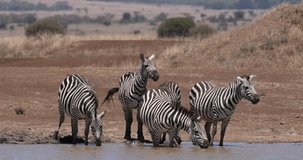 Grant's Zebra, equus burchelli boehmi, Herd standing at the Water Hole, Nairobi Park in Kenya, Real Time 4K