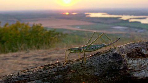 European predatory bush cricket (Saga pedo) at sunset