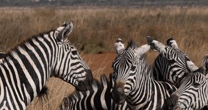 Grant's Zebra, equus burchelli boehmi, Herd at Nairobi Park in Kenya, Real Time 4K