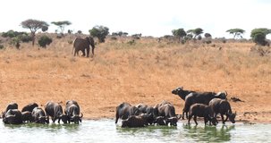 African Buffalo, syncerus caffer, Herd drinking at Water Hole, African Elephant, loxodonta africana, Tsavo Park in Kenya, Real Time 4K