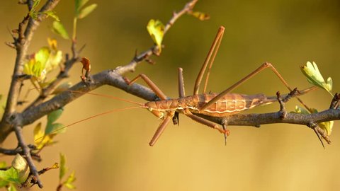 European predatory bush cricket (Saga pedo) cleaning itself