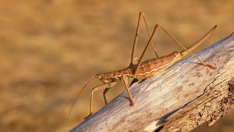 European predatory bush cricket (Saga pedo)