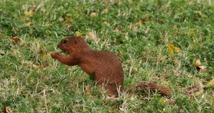 Unstriped Ground Squirrel, xerus rutilus, Adult Eating, Tsavo Parc in Kenya, Real Time 4K