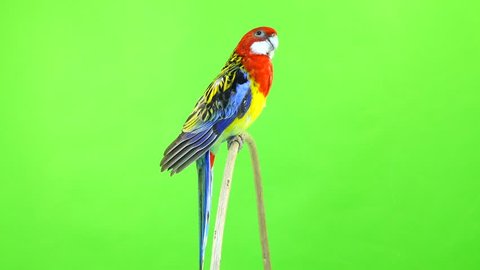   Rosella parrot rotates along the camera isolated on green screen 