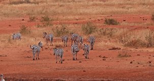 Burchell's Zebra, equus burchelli, Herd walking through Savannah, Tsavo Park in Kenya, Real Time 4K