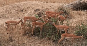 Impala, aepyceros melampus, Group of Female eating Bush, Masai Mara Park in Kenya, Real Time 4K