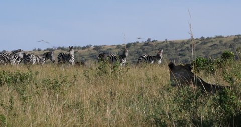 African Lion, panthera leo, Female hunting, Herd of Burchell Zebras, Tsavo Park in Kenya, Real Time 4K