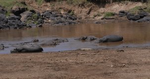 Hippopotamus, hippopotamus amphibius, Nile Crocodile, Group standing in River, Masai Mara park in Kenya, Real Time 4K