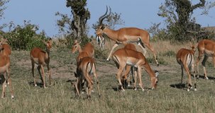 Impala, aepyceros melampus, Male and Females, Masai Mara Park in Kenya, Real Time 4K