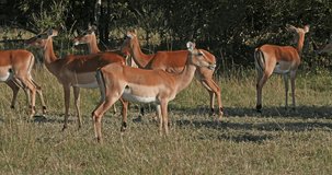 Impala, aepyceros melampus, Herd of Females, Masai Mara Park in Kenya, Real Time 4K