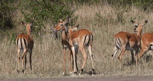 Impala, aepyceros melampus, Herd of Females, Masai Mara Park in Kenya, Grooming, Real Time 4K