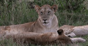 African Lion, panthera leo, Mother and Cubs, Nairobi Park in Kenya, Real Time 4K