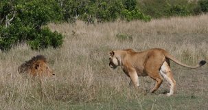 African Lion, panthera leo, Pair Mating, Masai Mara Park in Kenya, Real Time 4K