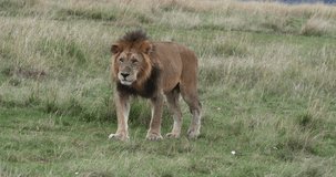 African Lion, panthera leo, Male walking through Savannah, Nairobi Park in Kenya, Real Time 4K