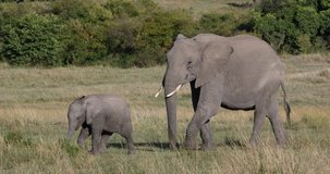 African Elephant, loxodonta africana, Mother and calf, Masai Mara Park in Kenya, Real Time 4K