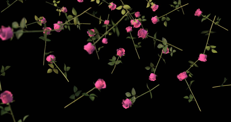 Pink Roses Falling Slow Motion Stock Footage Video (100% Royalty-free
