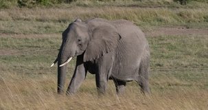 African Elephant, loxodonta africana, Mother and Calf walking through savannah, Masai Mara Park in Kenya, Real Time 4K