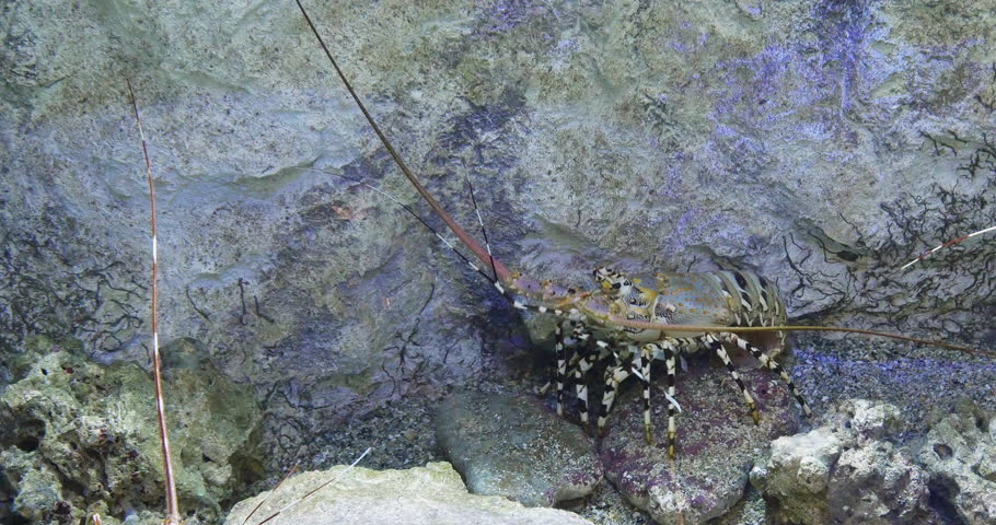 Painted Spiny Lobster or Painted Rock Lobster, panulirus versicolor, Adult standing on Rocks, Real Time 4K