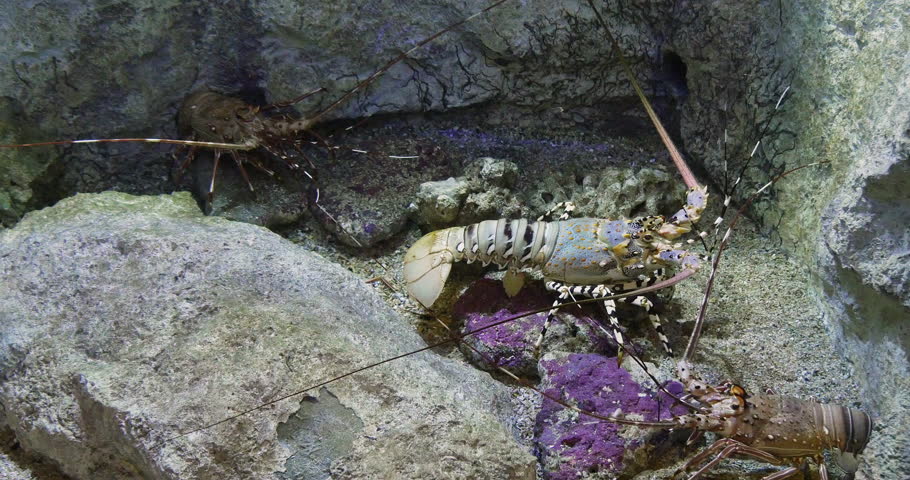 Painted Spiny Lobster or Painted Rock Lobster, panulirus versicolor, Adult standing on Rocks, Real Time 4K