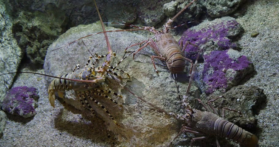 Painted Spiny Lobster or Painted Rock Lobster, panulirus versicolor, Adult standing on Rocks, Real Time 4K