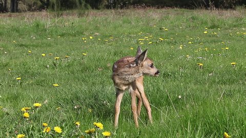 Roe Deer, capreolus capreolus, Fawn in Blooming Meadow, Grooming, Normandy, Real Time