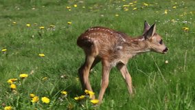 Roe Deer, capreolus capreolus, Fawn in Blooming Meadow, Normandy, Real Time