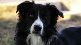Border Collie Dog on Grass, Portrait of male, Slow motion