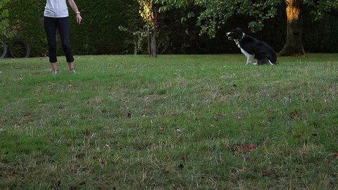 Woman with Border Collie Dog walking on Grass, Playing Ball, Slow motion