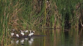 Sacred Ibis, threskiornis aethiopica, Group standing at the water Hole, Adult in Flight, taking off, Nairobi park in Kenya, slow motion