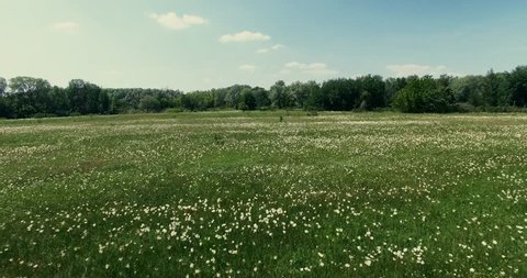 Low Drone Fly Over Endless Green Field And Trees. Aerial Flying  Summer Green Grass Field Wild Camomile Flower. Aerial Countryside At Summer Time And Flower Meadow. Chamomile Meadow Daisy Blossom Herb
