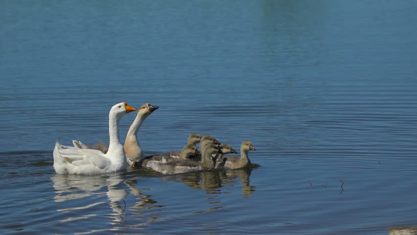 Caring goose with small baby goslings walking freely on animal ranch. Cute livestock happy bird family on farm lake. Free Range geese in farm in village. farming, agriculture poultry production farm