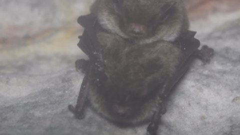 A pair of bats engage in sexual intercourse (coitus) during wintering in a damp cave hanging upside down and covered in dew. Reproductive behavior. Daubenton's Bat (Myotis daubentoni)