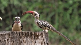 Birds at the Feeder, superb Starling, Von der Decken's Hornbill, Red-billed Hornbill, Group in flight, Tsavo Park in Kenya, Slow Motion