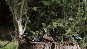 Birds at the Feeder, Superb Starling, Red-billed Hornbill, African Grey Hornbill, Group in flight, Tsavo Park in Kenya, Slow Motion