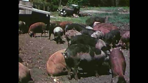 CIRCA 1940s - Hogs fed garbage become infected with Trichinosis through rats living in their pen 1942