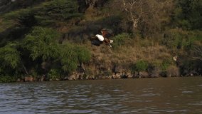 African Fish-Eagle, haliaeetus vocifer, Adult in flight, Fish in Claws, Fishing at Baringo Lake, Kenya , Slow motion