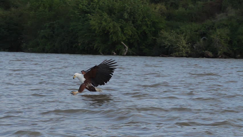 African Fish-Eagle, haliaeetus vocifer, Adult in flight, Fish in Claws, Fishing at Baringo Lake, Kenya , Slow motion