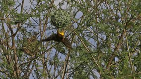 Northern Masked Weaver, ploceus taeniopterus, Male and Female standing on Nest, in flight, Flapping wings, Baringo Lake in Kenya, Slow motion