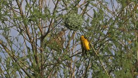 Northern Masked Weaver, ploceus taeniopterus, Male standing on Nest, in flight, Flapping wings, Baringo Lake in Kenya, Slow motion