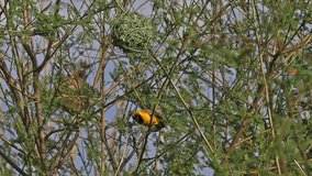 Northern Masked Weaver, ploceus taeniopterus, Male standing on Nest, in flight, Flapping wings, Baringo Lake in Kenya, Slow motion