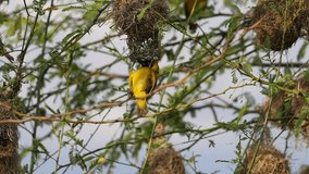 Lesser Masked Weaver, ploceus intermedius, Male standing on Nest, in flight, Flapping wings, Baringo Lake in Kenya, Slow motion