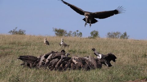 African White Backed Vulture, gyps africanus, Ruppell's Vulture, gyps rueppelli, Black-backed jackal, Group eating on Carcass, Masai Mara Park in Kenya, slow motion