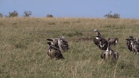 African White Backed Vulture, gyps africanus, Ruppell's Vulture, gyps rueppelli, Lappet-faced vulture or Nubian vulture , Group eating on Carcass, Masai Mara Park in Kenya, slow motion