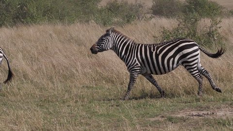 Grant's Zebra, equus burchelli boehmi, group running through Savannah, Masai Mara Park in Kenya, slow motion