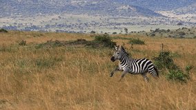 Grant's Zebra, equus burchelli boehmi, Adult running through Savannah, Masai Mara Park in Kenya, slow motion