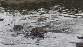 Hippopotamus, hippopotamus amphibius, Group standing in River, Masai Mara park in Kenya, slow motion